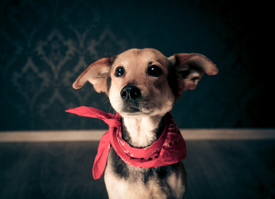 Honey ist eine Liebevolle Hundeoma die leider sehr krank ist und nicht mehr lange leben wird.