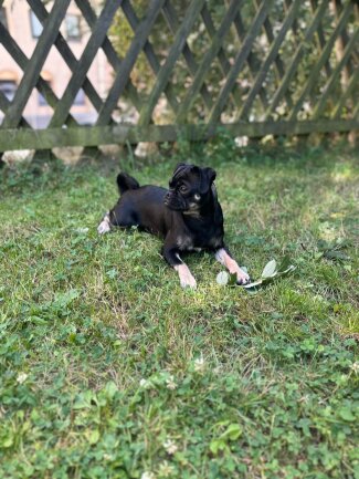 Gizmo wohnt schon seit seiner Geburt bei mir und w&auml;chst mit seiner Mama und seinem Papa in Familie auf. Er ist ein kleiner Retromops.<br />
Ein Hund ist so ein liebevoller und treuer Begleiter. Er kann einem mehr geben als jeder Mensch.