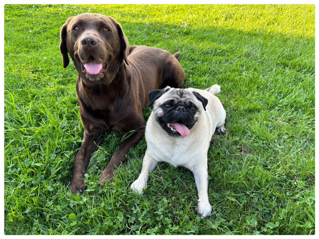 Beste Freunde von Anfang an, Balu ist zwei Monate &auml;lter, das merkt man nicht immer. Sie haben hoffentlich noch viele gemeinsame Hundejahre zusammen!