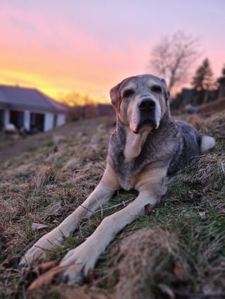 Stella ist eine 13-j&auml;hrige Hundeoma und genie&szlig;t ihr Rentner-Dasein in vollen Z&uuml;gen, am liebsten drau&szlig;en im Garten, gemeinsam mit Frauchen.