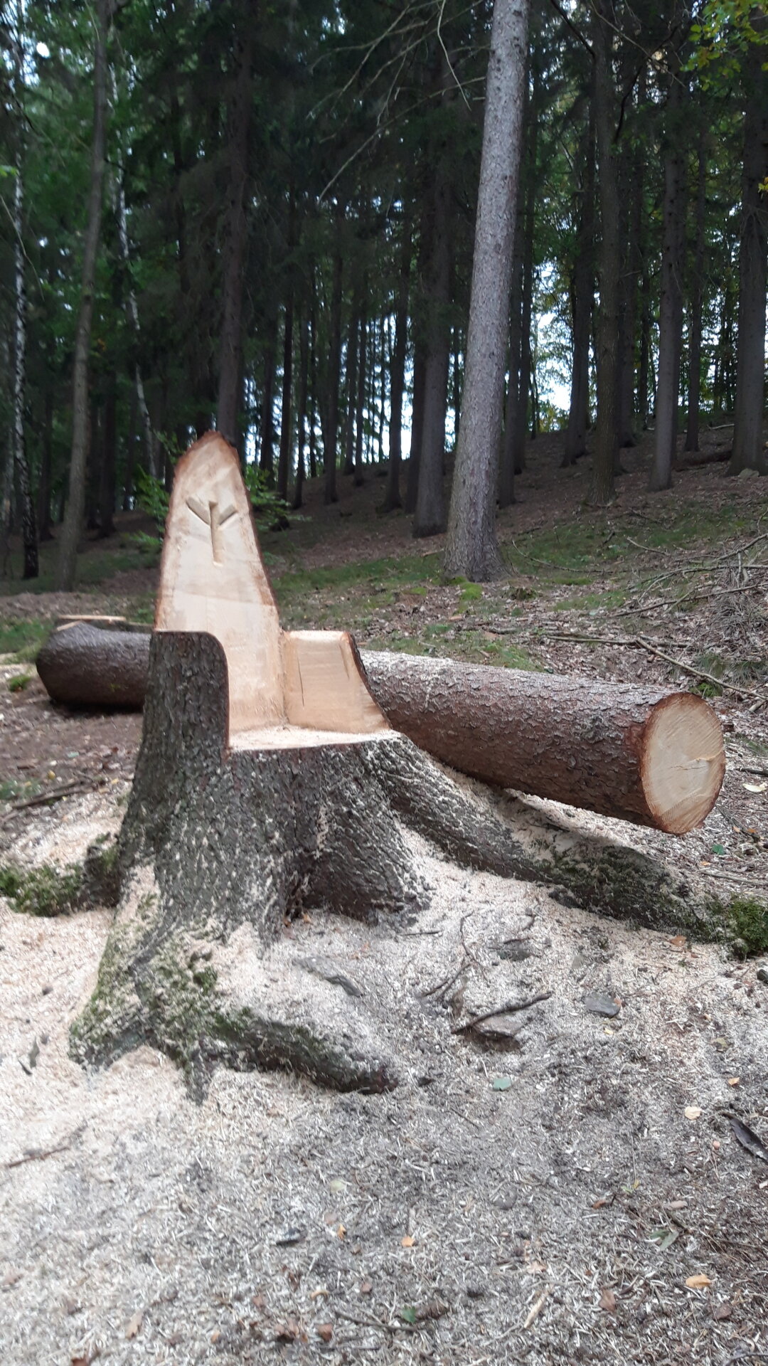 Auer Wald in Lauter- Bernsbach