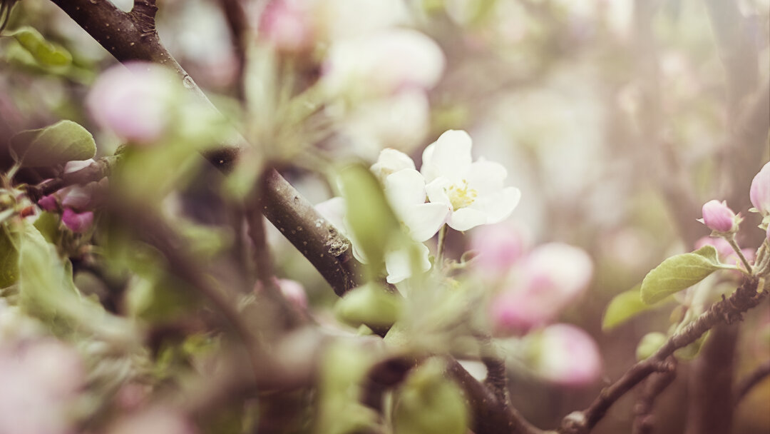 Apfelbl&uuml;ten im Garten