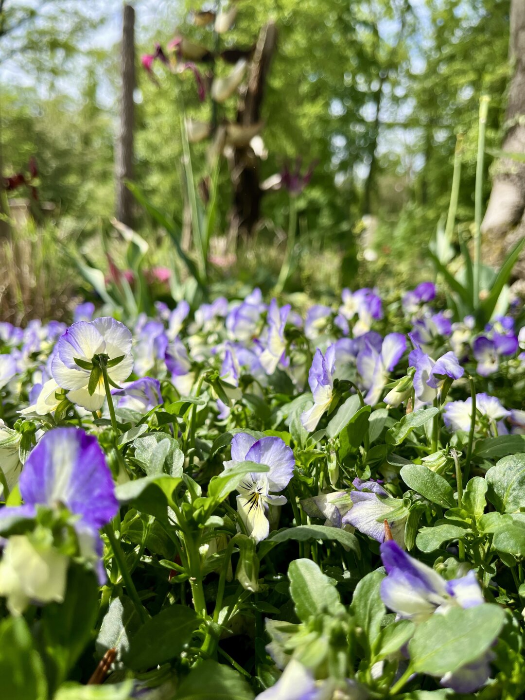 Blumenwiese im Wald