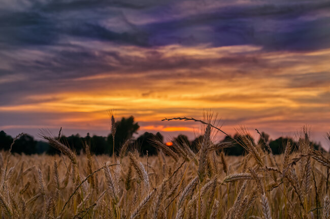 Getreide im Sonnenuntergang