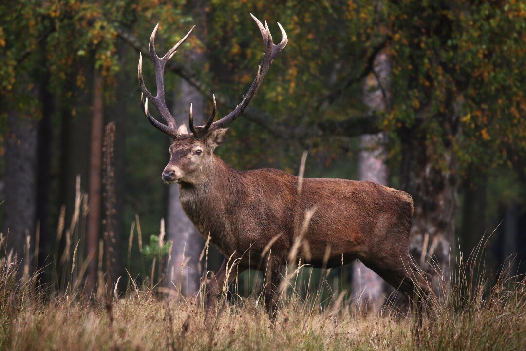 Der Hirsch aus dem Chemnitzer Wildgatter repr&auml;sentiert die Fauna in den heimatlichen W&auml;ldern. Zugleich ist das Wildgatter ein sch&ouml;ner Ort zum Entspannen und zum Kennenlernen der Natur.