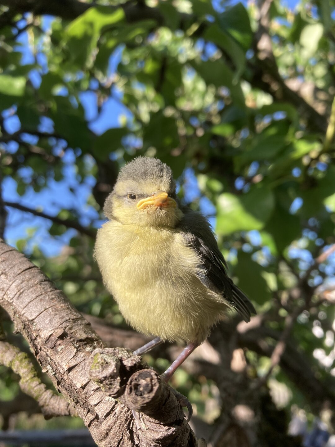 J&auml;hrlich im Mai k&ouml;nnen wir in unserem Kleingarten zusehen, wie kleinen Meisen fl&uuml;gge werden. Dieses Jahr waren sie bereits am 15.05.24 soweit, ihre Nistk&auml;sten zu verlassen.<br />
Zum Teil ist deren Neugierde so gro&szlig;, dass sie sogar beim fotografieren auf das Telefon klettern&hellip;