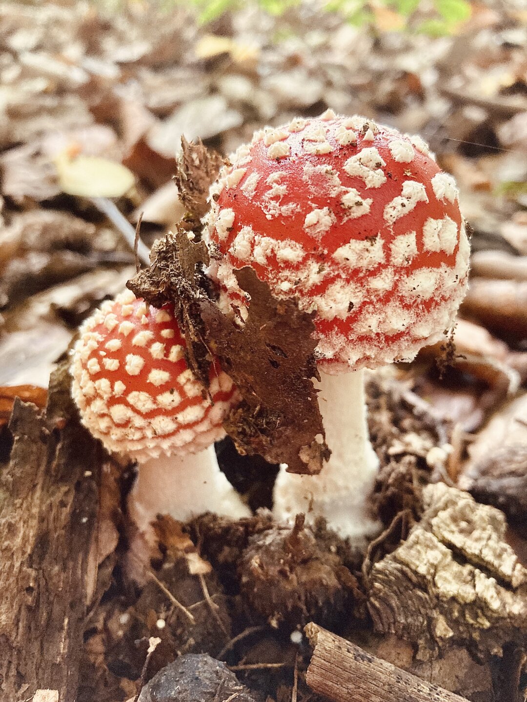 Der Herbst ist da. Besonders die giftigen Pilze pr&auml;sentieren sich am prachtvollsten.