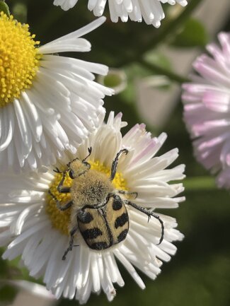 Im Garten ist es halt am sch&ouml;nsten. Die Natur direkt vor der Nase und selbst winzige Pflanzen und Tiere hinterlassen beim n&auml;heren Betrachten wundervolle Freude. Hier ein geb&auml;nderter Pinselk&auml;fer auf G&auml;nsebl&uuml;mchen.