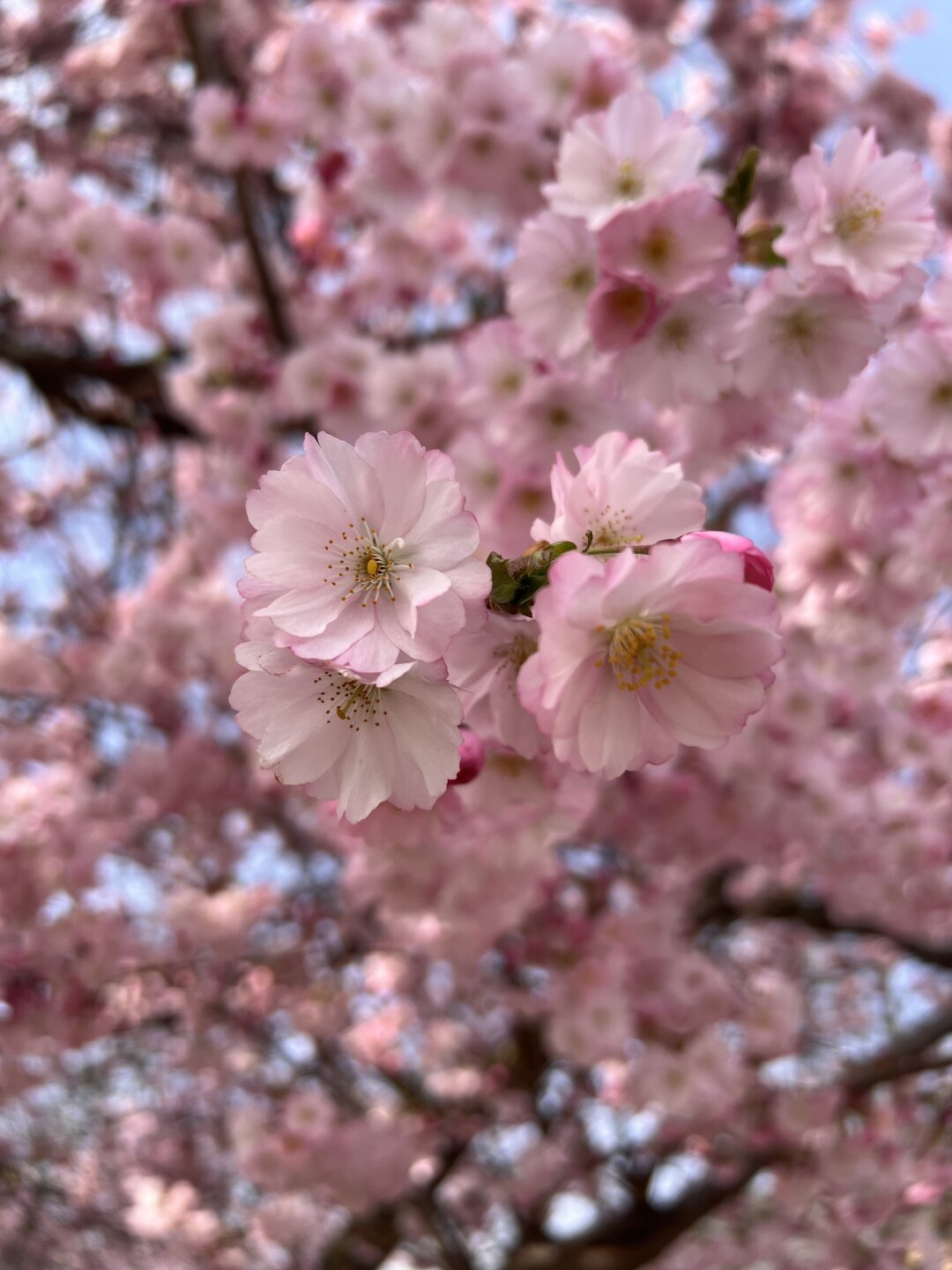 Fr&uuml;hling in Zwickau