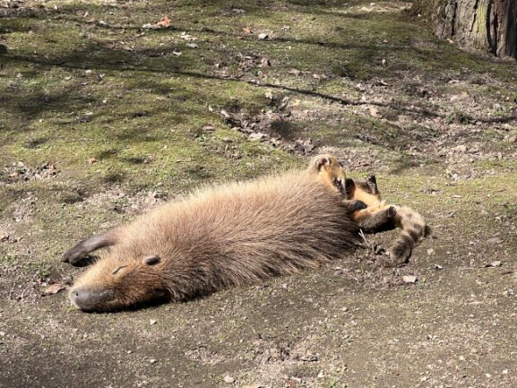 Tierpark Hirschfeld