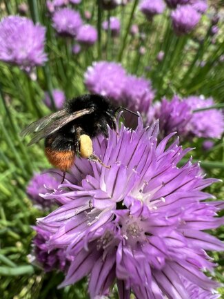 Hummel im Garten