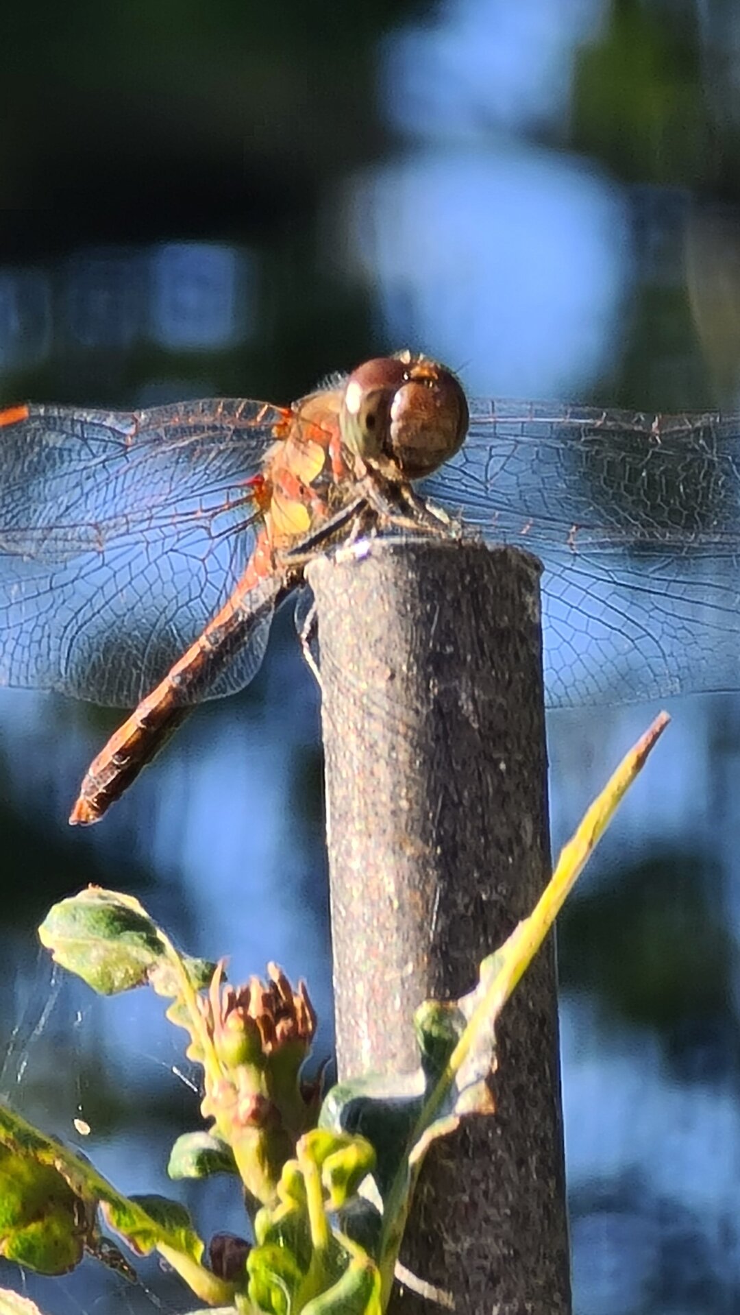 Eine Libelle genie&szlig;t die milde Herbstsonne