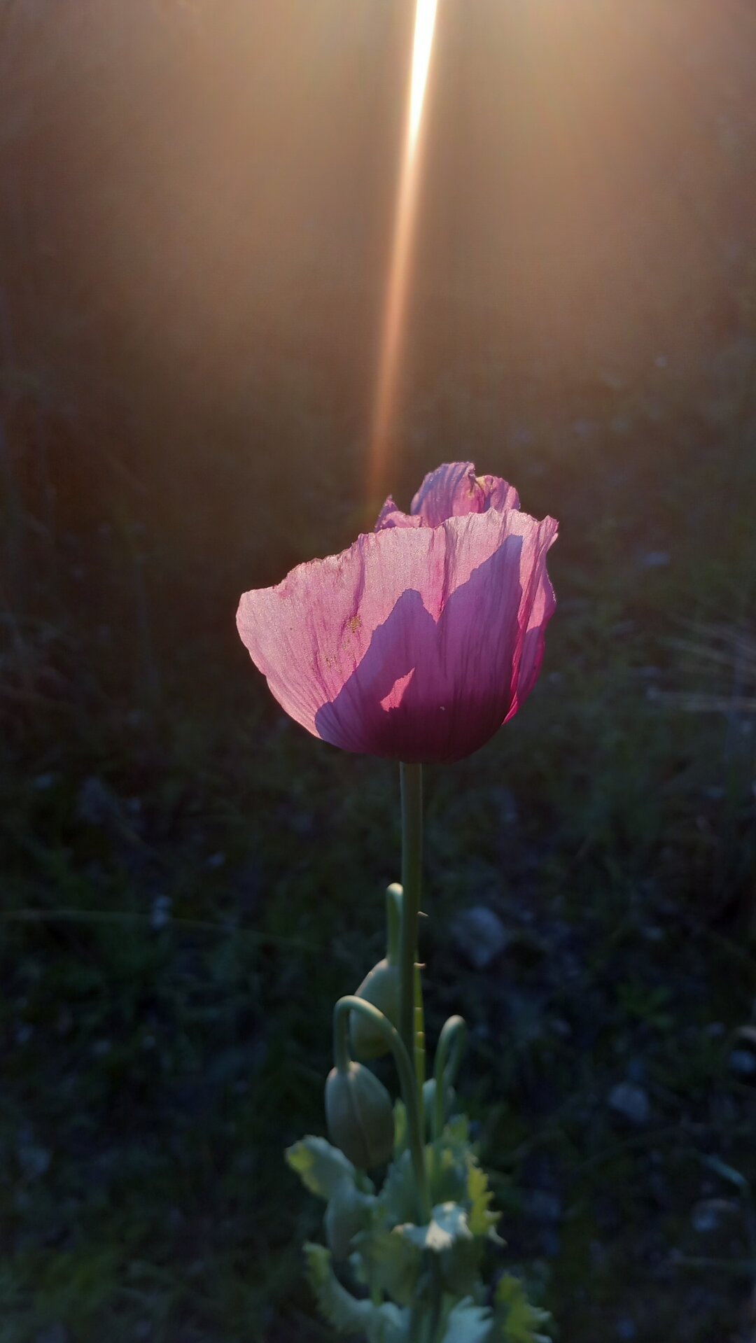 Die Sonne k&uuml;sst die Blume