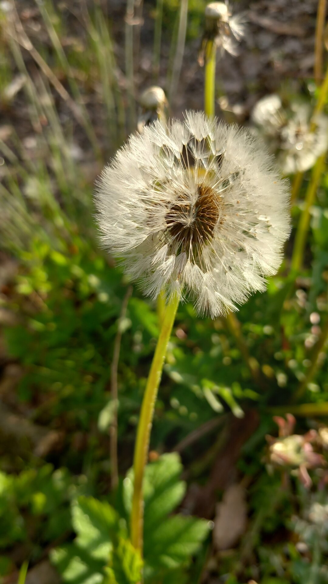 Pusteblume