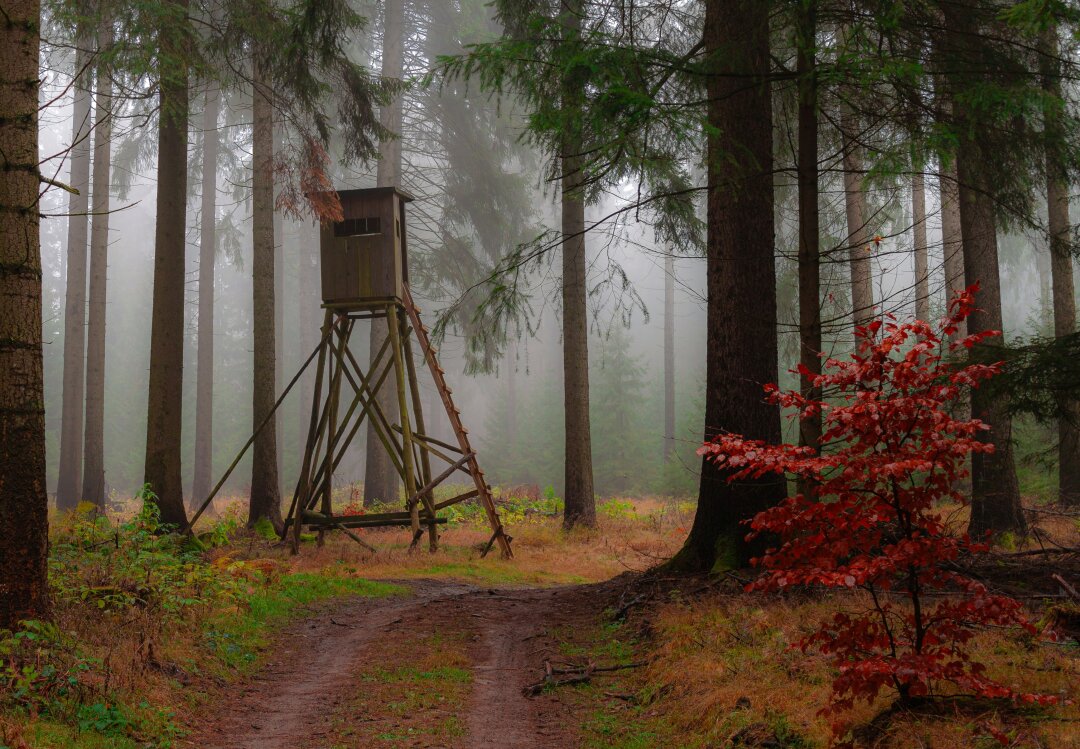 Dieses Foto entstand in einem Waldst&uuml;ck Richtung Marienberg / Reitzenhain bei Nebel im Wald und einem wundersch&ouml;nen J&auml;gerstand.<br />
Canon 500D, ISO 100, f 4.5, 1/6s, 37 mm