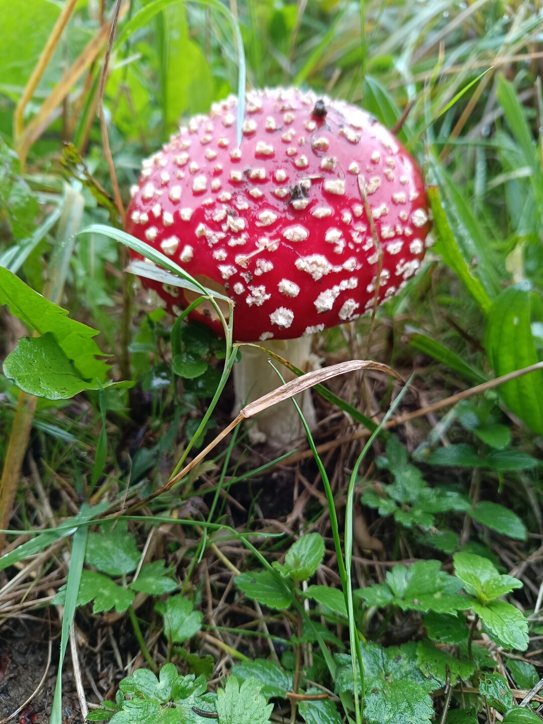 Fotografiert am Feldrand in Zw&ouml;nitz