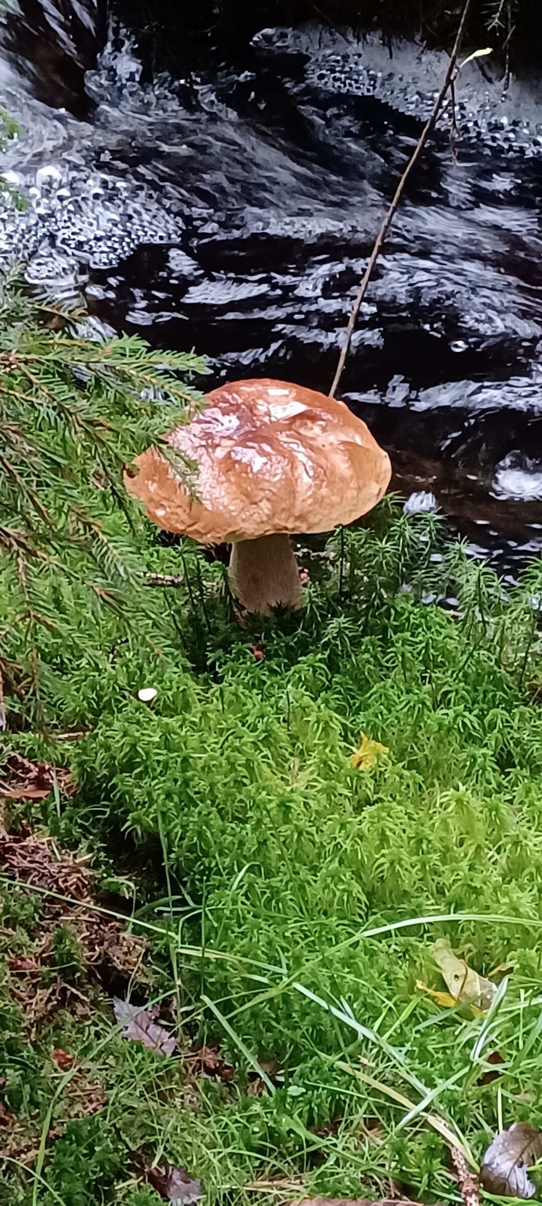 Steinpilze am rauschenden Filzbach