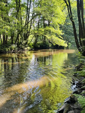 Die Zschopau bei Wiesa im Juli umringt von B&auml;umen und Sonnenstrahlen, welche durch die B&auml;ume auf das Wasser treffen. Traumhaft