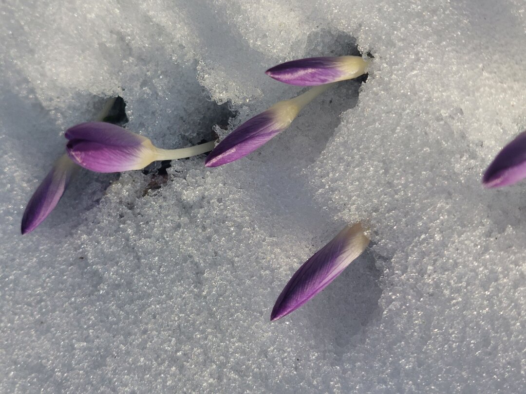 Erste Krokusse kommen durch den Schnee.<br />
M&uuml;lsen OT Ortmannsdorf