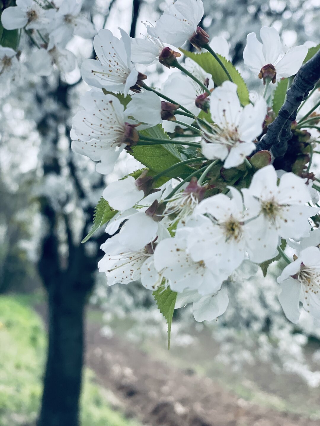 Apfelbl&uuml;tenbaum im April 2024 in Sehmatal-Neudorf im Erzgebirge