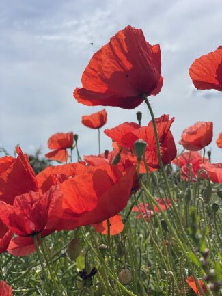 Mohnblumen im Erzebirge, Juni 2024