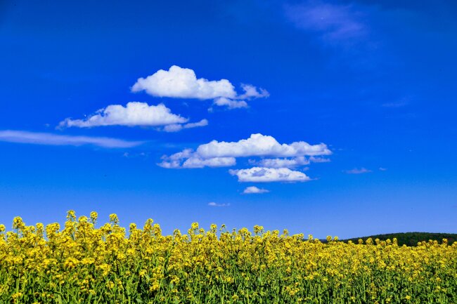 Sp&auml;tfr&uuml;hling am Rande des R&uuml;mpfwaldes Glauchau.