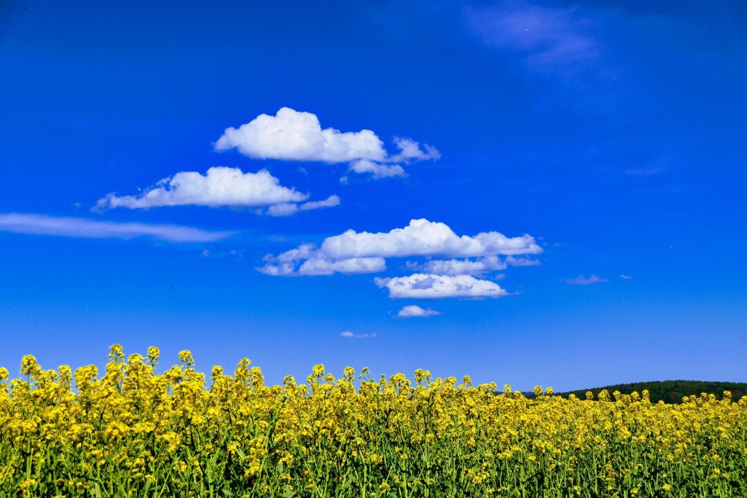 Sp&auml;tfr&uuml;hling am Rande des R&uuml;mpfwaldes Glauchau.