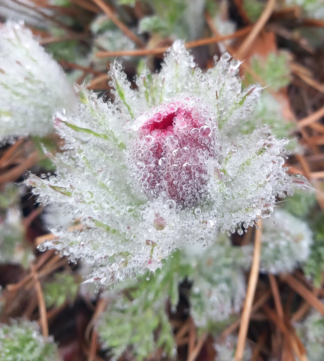 Blumenbl&uuml;te nach dem Regen am fr&uuml;hen Morgen