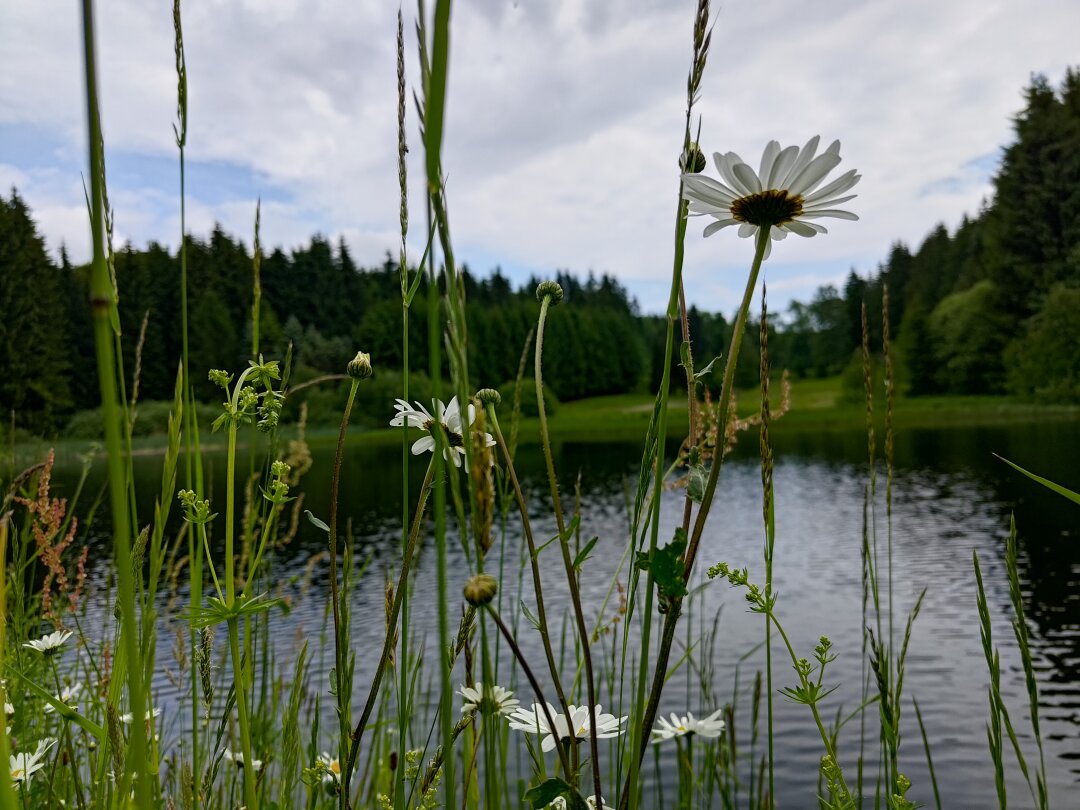 Am Schwemmteich beim Vorwerk Sayda.