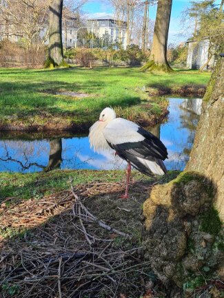 Ein Storch im Botanischen Garten. Wahrscheinlich genie&szlig;t er die ersten Sonnenstrahlen. Bild im April 2024 aufgenommen.