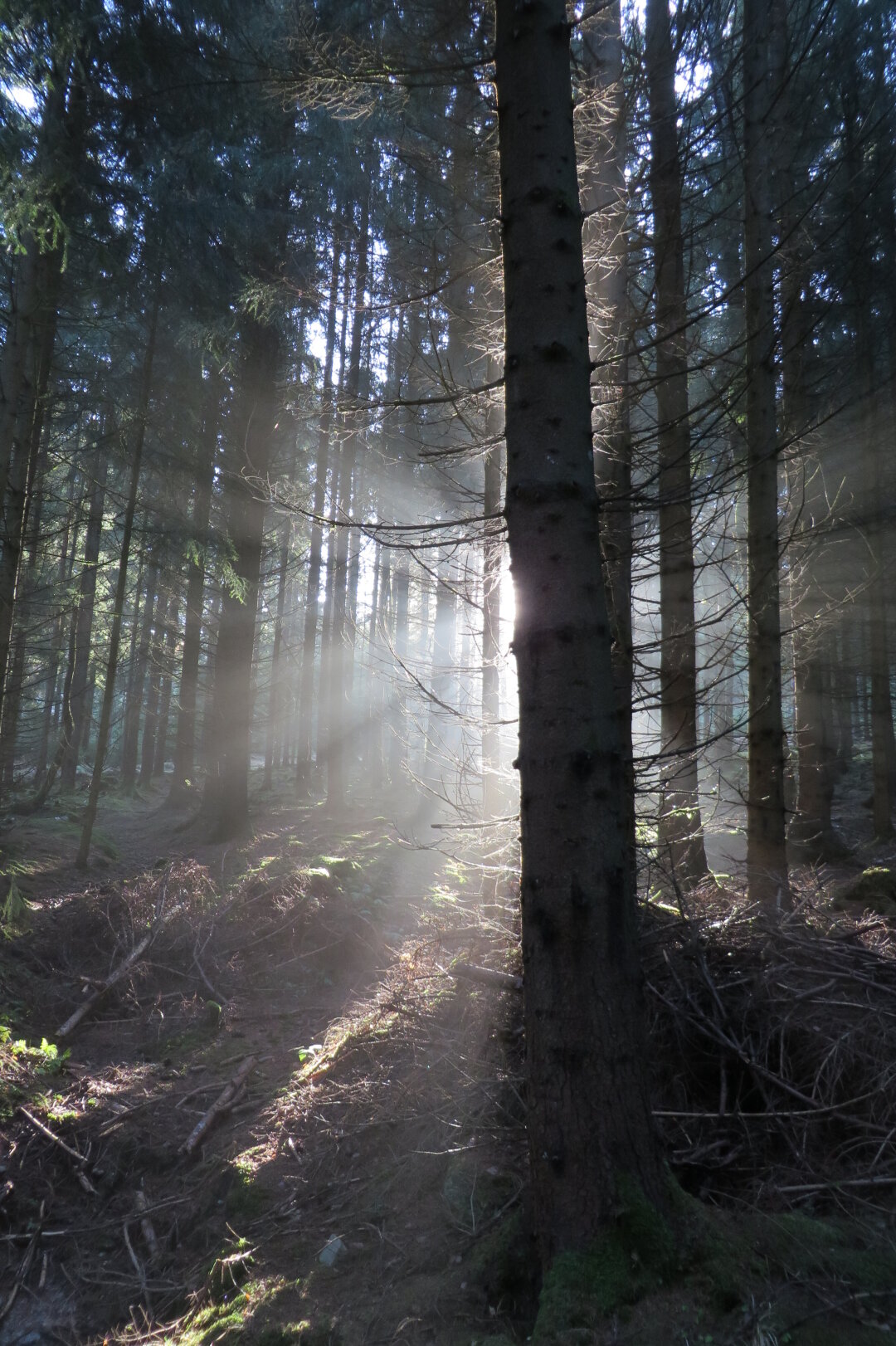 Morgennebel