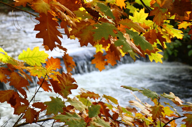 Herbst am  L&ouml;&szlig;nitzbach in Aue -Bad Schlema