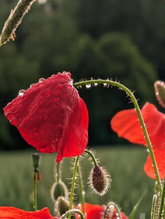 Mohnblumen im Sommerregen