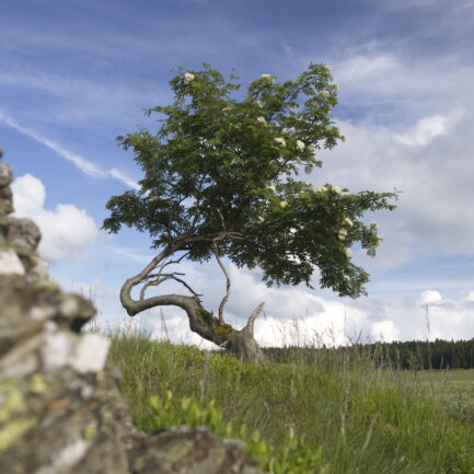 Von Wind und Wetter gekennzeichneter Vogelbeerbaum im Erzgebirge.