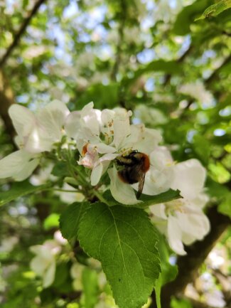 Apfelbl&uuml;te mit Biene. Garten in Chemnitz Reichenhain. Mitte April.