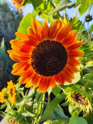 Sonnenblume im September. Morgensonne.<br />
Chemnitz Reichenhain.