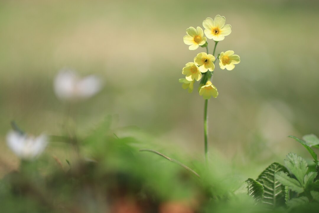 Hohe Schl&uuml;sselblume (Primula elatior); Gro&szlig;olbersdorf, Naturlehrpfad &quot;Gr&uuml;nauer Tal&quot;