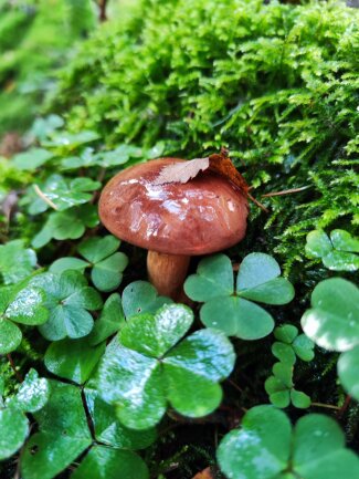 Maronenr&ouml;hrling im Klee. Aufgenommen Mitte Oktober im Wald Chemnitz Reichenhain/Erfenschlag.