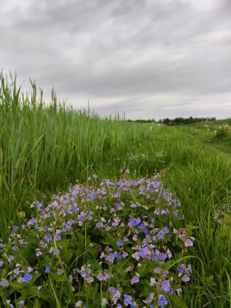 Vergissmeinnicht auf Feld im Mai.<br />
Chemnitz Reichenhain.