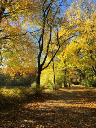 Goldener Herbst im Stadtpark Chemnitz