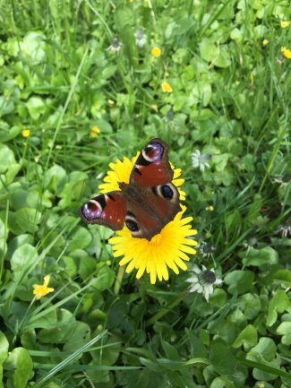 Schnappschuss im Garten